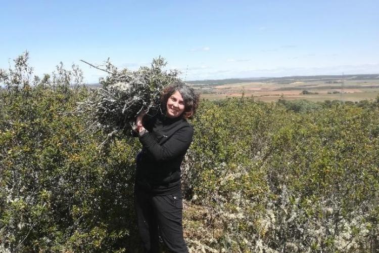 Recogida de muestras de jara por Agresta