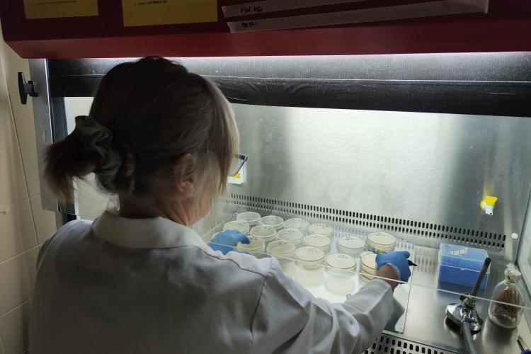 Ensayos antifúngicos de aceites esenciales e hidrolatos